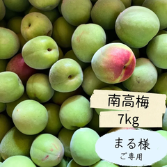 自然栽培　家庭用　青梅　南高梅　7㎏ほど