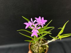 ★洋蘭★原種★Epidendrum centropetalum エピデンドラム　セントロペタラム★3-6