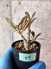 【現品限り】ドルステニア・ギガス 実生【A57】 Dorstenia gigas【植物】塊根植物 夏型 コーデックス