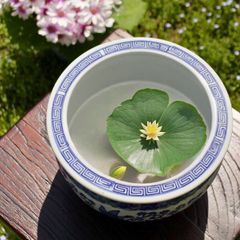 金魚鉢 おしゃれ 陶器 睡蓮鉢 丸 屋外 室内 鉢カバー 手火鉢 蚊遣り 蚊取り線香入れ 和風 レトロ アンティーク 陶器の金魚鉢 青花