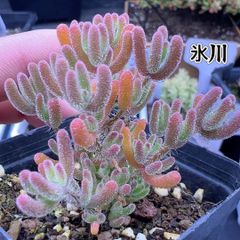 特価❣️多肉植物　ドロサンテマム　キラキラ　氷川　抜き苗　1株