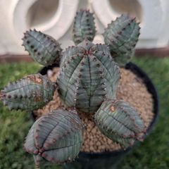 多肉植物ユーフォルビア属オベサブロー