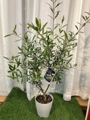 オリーブ A7 ネバディロブランコ オリーブの木 現物販売
