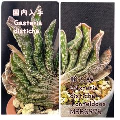 種子１０粒 ガステリア ディスチカ Gasteria disticha