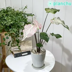 PLANCHU 観葉植物 カラジウム ピンクシンフォニー 4号鉢 受け皿付き 育て方説明書付き Caladium ‘Pink Symphony’ カラディウム カラジューム アロイドのサムネイル