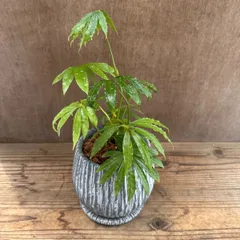 ☆超上品なフラットイヤー☆アンスリウム ポーティラエ