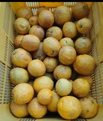 【クール便】無農薬レモン　加工用5kg　愛媛県産のサムネイル