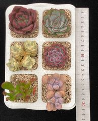 限定特価 超人気商品【1鉢の土鉢付きセット】花団錦！ 多肉植物