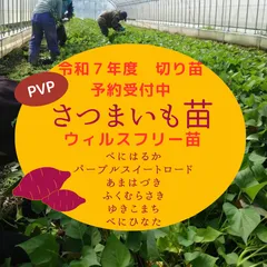 2025年最新】ふくむらさき苗の人気アイテム - メルカリ