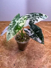 アロカシア　斑入り　４種セット ②【希少】Alocasia Dragon Scale mint variegated アロカシア