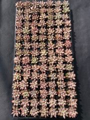 16株の抜き苗セット】ピンクウィッチ 多肉植物 佐川急便発送