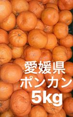 愛媛県産　ポンカン　柑橘　5kg