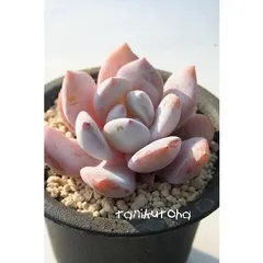 ラウリンゼ特白タイプ エケベリア 2寸ポット 弁慶草科 多肉植物 苗