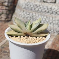 クリーム子宝 ガステリア Mサイズ 5.5cmポット gasteria creamkodakara 多肉植物 多肉永遠