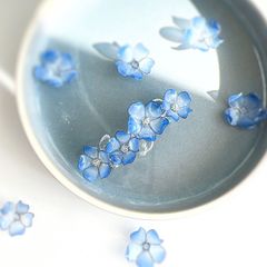 ネモフィラ　バレッタ