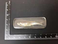 樹脂標本（魚類）