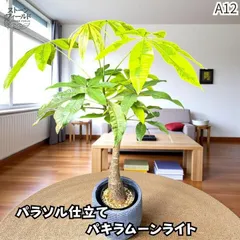 2025年最新】パキラ ムーンライトの人気アイテム - メルカリ