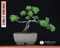 吾妻五葉松【大巓性】ダイテンショウ 小品盆栽 【泰寿園 Online】現品 一点物 接ぎ木 松 盆栽 五葉松 松柏 初心者 室内 鑑賞 趣味 卓上盆栽 盆栽鉢 グリーン 和 ギフト プレゼント ミニ盆栽 誕生日 母の日 父の日 敬老の日 記念日 お祝い 3