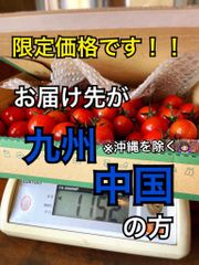 ※お届け先限定商品！熊本県産ミニトマト千果１ｋｇ限定価格！送料込み！