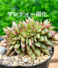 マンディー綴化 多肉植物 多肉 綴化