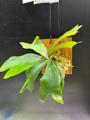 コウモリラン・ネザーランド　板付き　ビカクシダ　観葉植物　インテリア　グリーン　丈夫　育てやすい