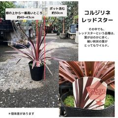 コルジリネ★レッドスター