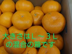 【徳島産】南柑温州みかん　大玉規格の混合　10㌔箱