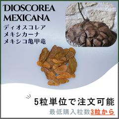 種子】メキシコ亀甲竜 ディオスコレア メキシカーナ /セット割有 3粒