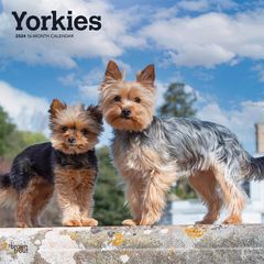 【輸入版】2024年 ヨークシャー・テリア カレンダー / ブラウントラウト 30.5 x 61 cm (Yorkshire Terriers  Calendar)