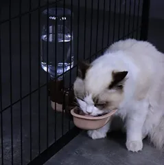 2023年最新】猫 ケージ 水飲みの人気アイテム - メルカリ