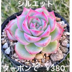 シルエット  多肉植物  エケベリア  ピンク    抜き苗
