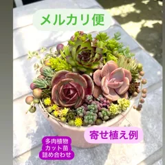 ☆多肉植物カット苗詰め合わせ☆このまま飾れません☆自分でちま寄せ植え☆セダムカット苗☆エケベリア小苗☆パープルヘイズ☆クラッスラ☆