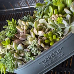 2025年最新】多肉植物 寄せ植え カット苗の人気アイテム - メルカリ