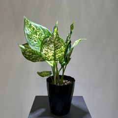 アグラオネマ　シルバーコスメティック