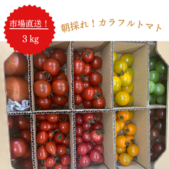 【トマトの宝石箱】その日に採れた分だけその日に発送！長野産朝採れカラフルミニトマト 3kg