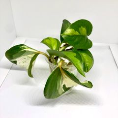 ポトス  グローバルグリーン  2本 　ポトスステータス  2種セット　トップカット苗