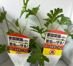 虫よけ対策として注目★ローズゼラニューム★1ポット