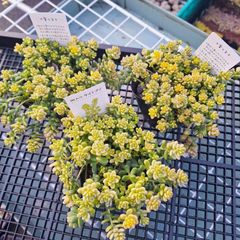 ☆斑入りタイトゴメ☆セダム　多肉植物