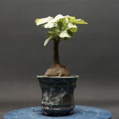 "Adenia glauca" アデニア グラウカ 管理2277