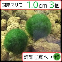 【国産まりも1.0cm×3】アクアリウム　水草　NOTおみやげ価格