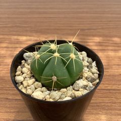 サボテン　ギムノカリキウム　ペンタカンサ