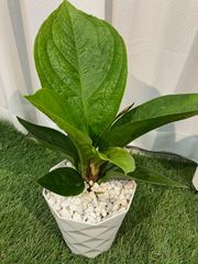 アンスリウム ジェンマニー 5号鉢 現物販売 室内 インテリア グリーン 観葉植物