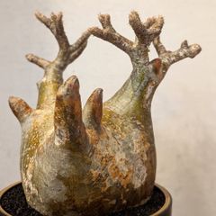 特大現地球 パキポディウム グラキリス 発根済 塊根植物 パキプス
