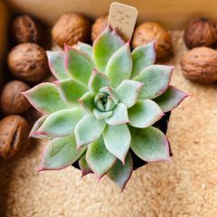 ブラックスワン　多肉植物　エケベリア