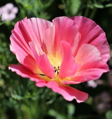 カリフォルニアポピー（花菱草）　種30粒