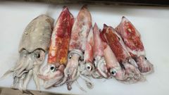 釣りガールみかんさんが釣り上げた白いかとモンゴイカの食べ比べセット！流水解凍後すぐに刺身で食べれます！