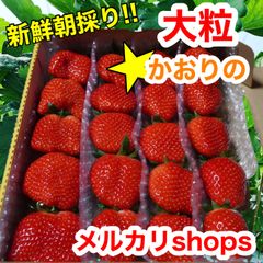 かんちゃん農園の甘いいちご 大粒いちご