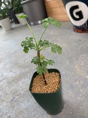 ペラルゴニウム　エキシベス　2.5号　鉢ごと　塊根　塊根植物　コーデックス