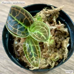 極美】① マコデス リミィ Macodes limii ジュエルオーキッド - 植物/観葉植物