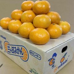 三ケ日　マルエム青島　みかん　ム印　Ｌサイズ4ｋｇ